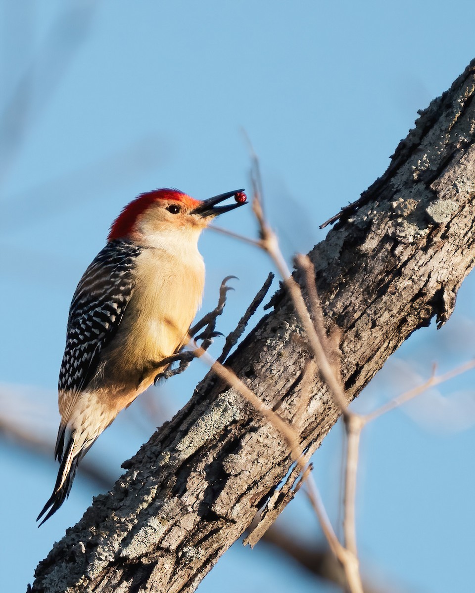 Red-bellied Woodpecker - Charles Gage