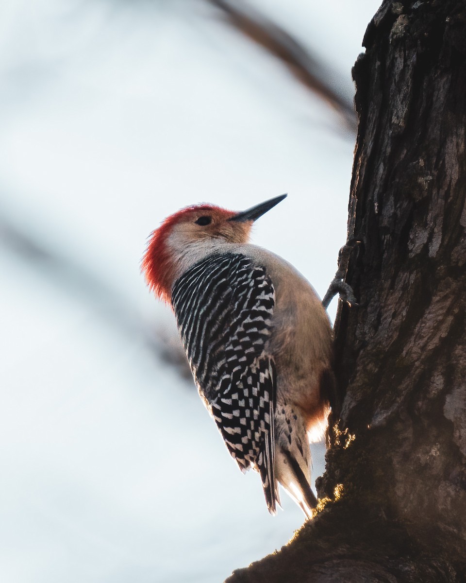 Red-bellied Woodpecker - Charles Gage
