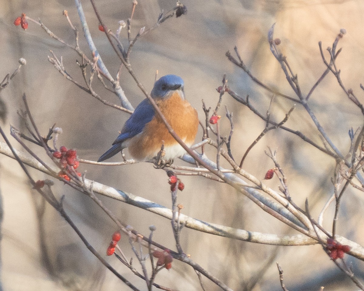 Eastern Bluebird - ML404742871