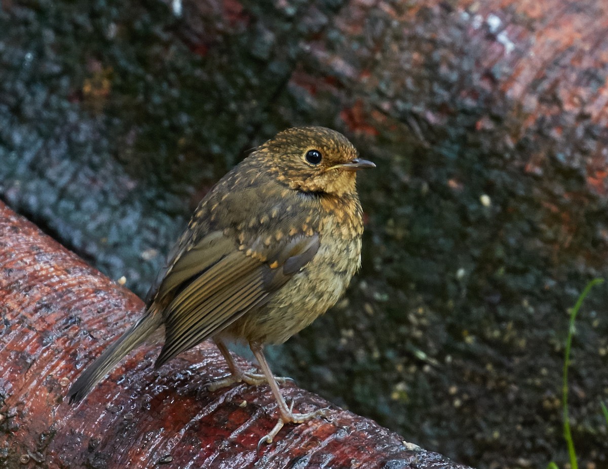 European Robin - Brooke Miller