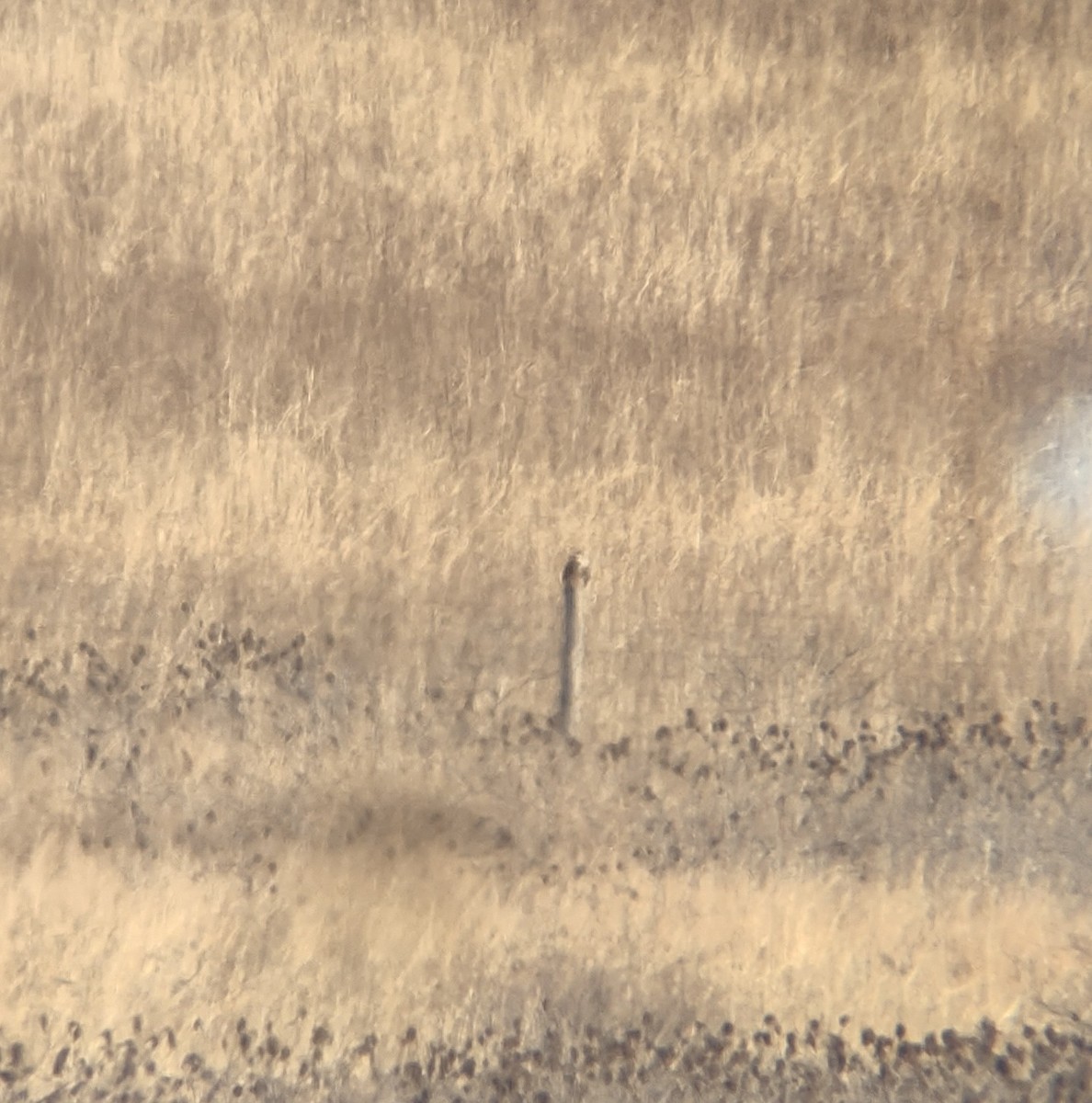 Prairie Falcon - ML404743371