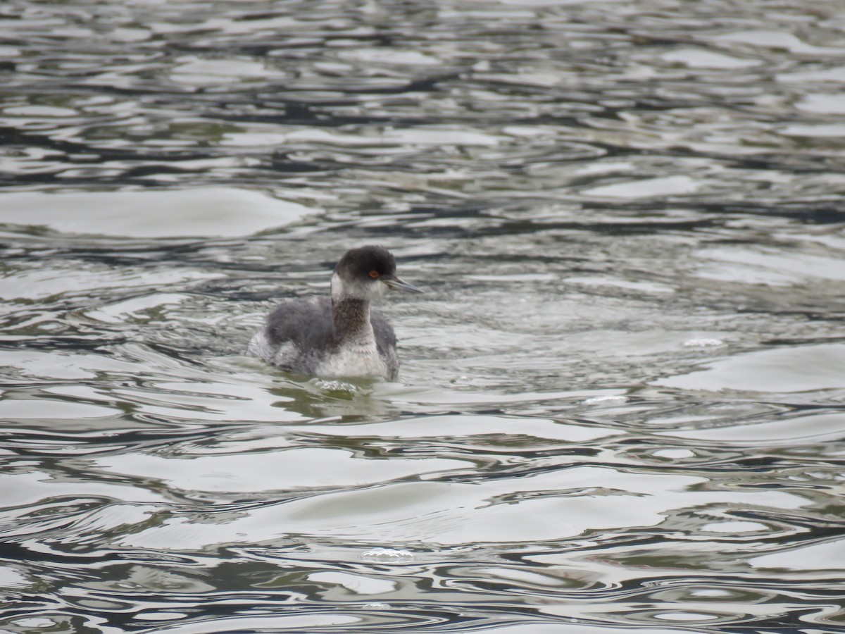 Eared Grebe - ML404744621