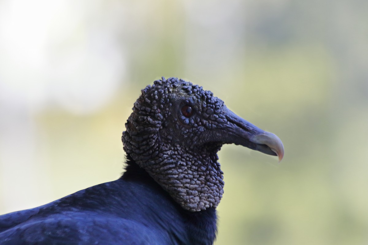 Black Vulture - ML404745631