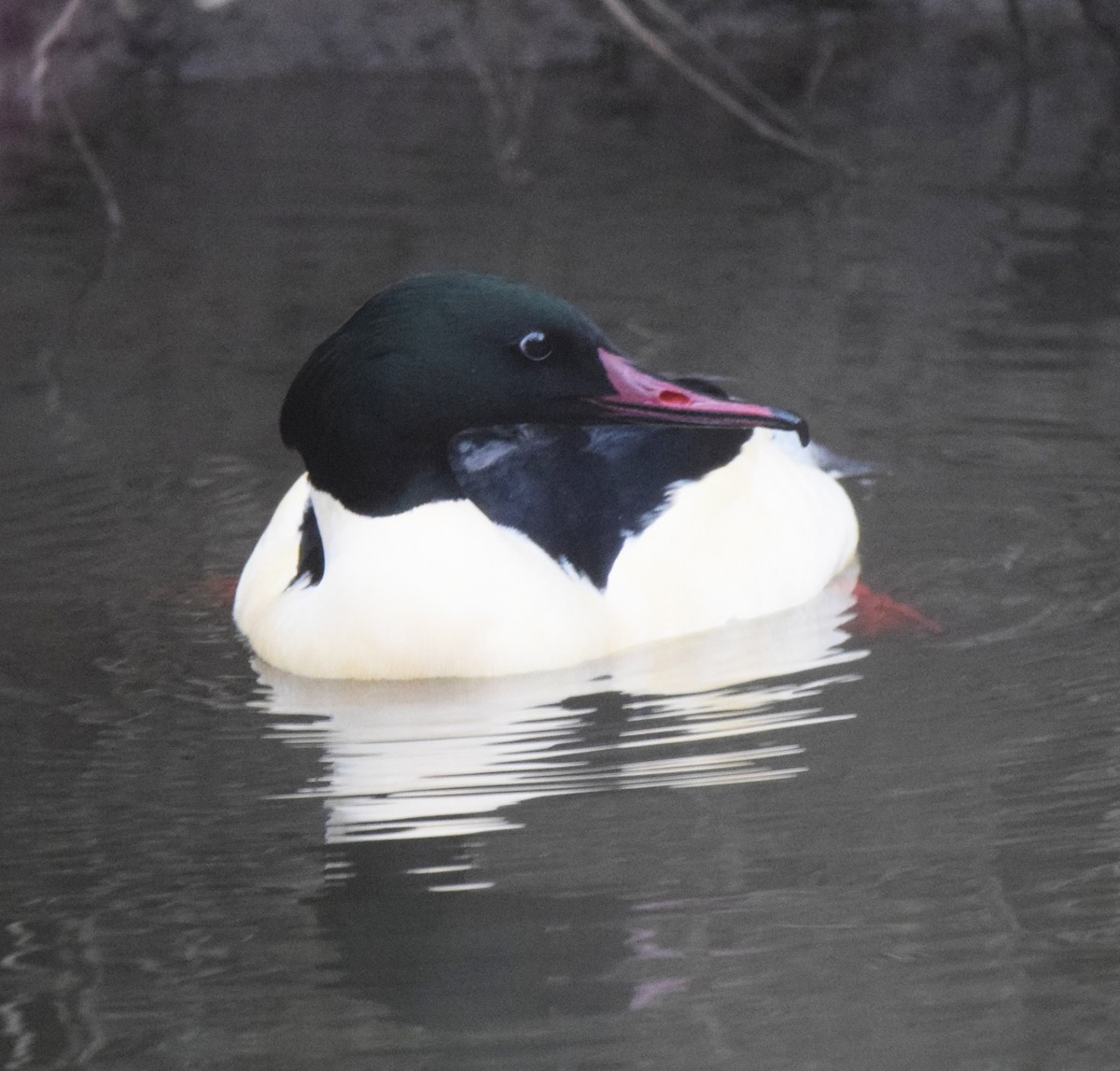 Common Merganser (Eurasian) - A Emmerson