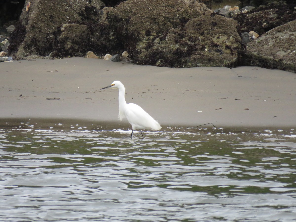 Snowy Egret - ML404746501