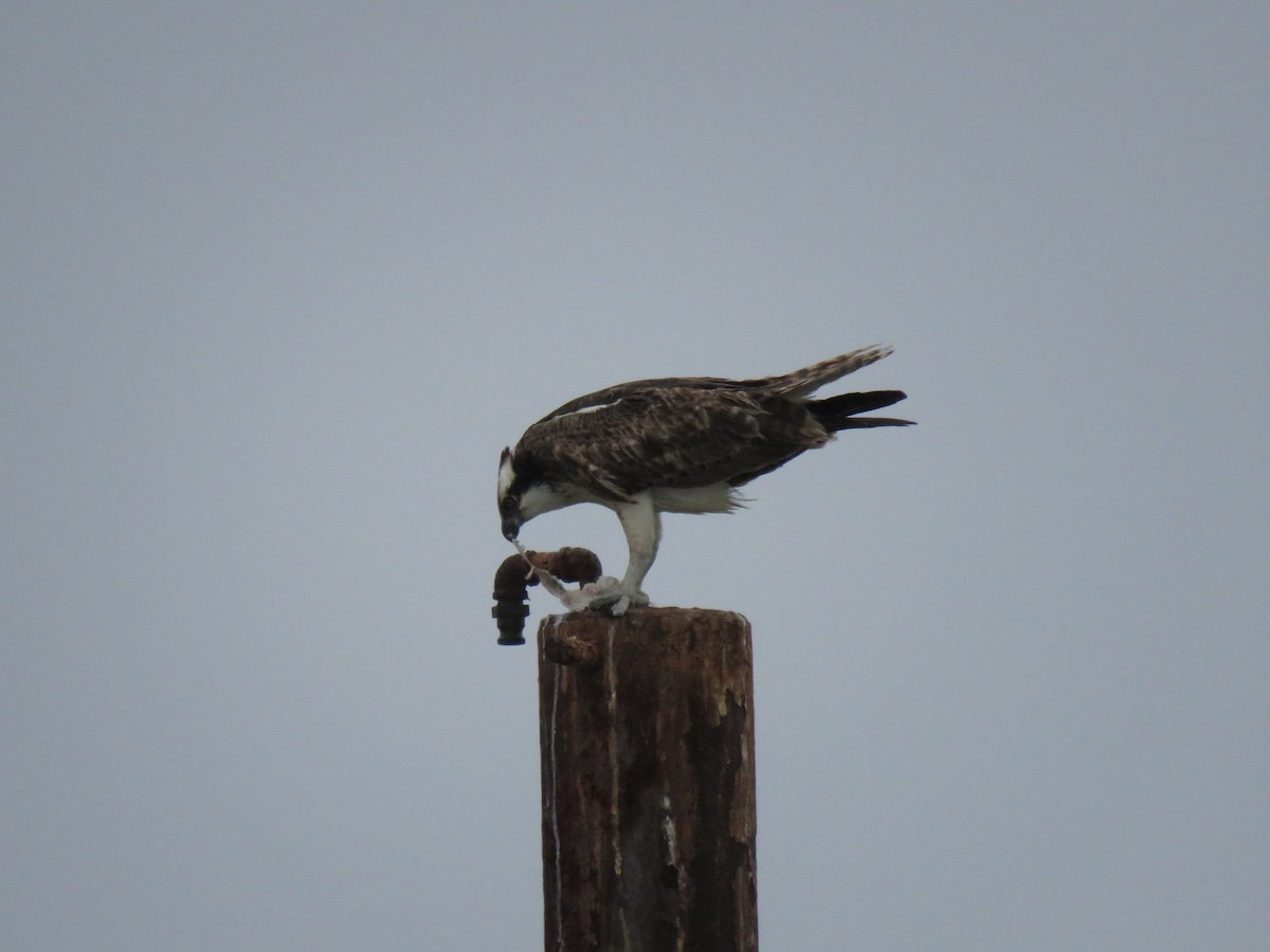 Águila Pescadora - ML404746741