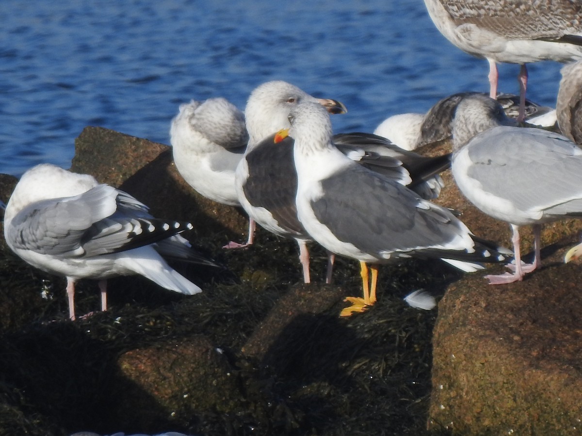 Lesser Black-backed Gull - ML404749251