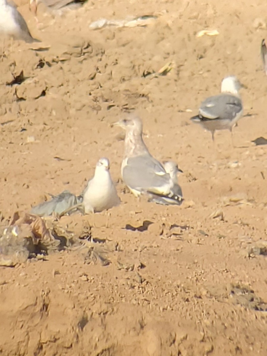 Herring x Glaucous-winged Gull (hybrid) - ML404749321