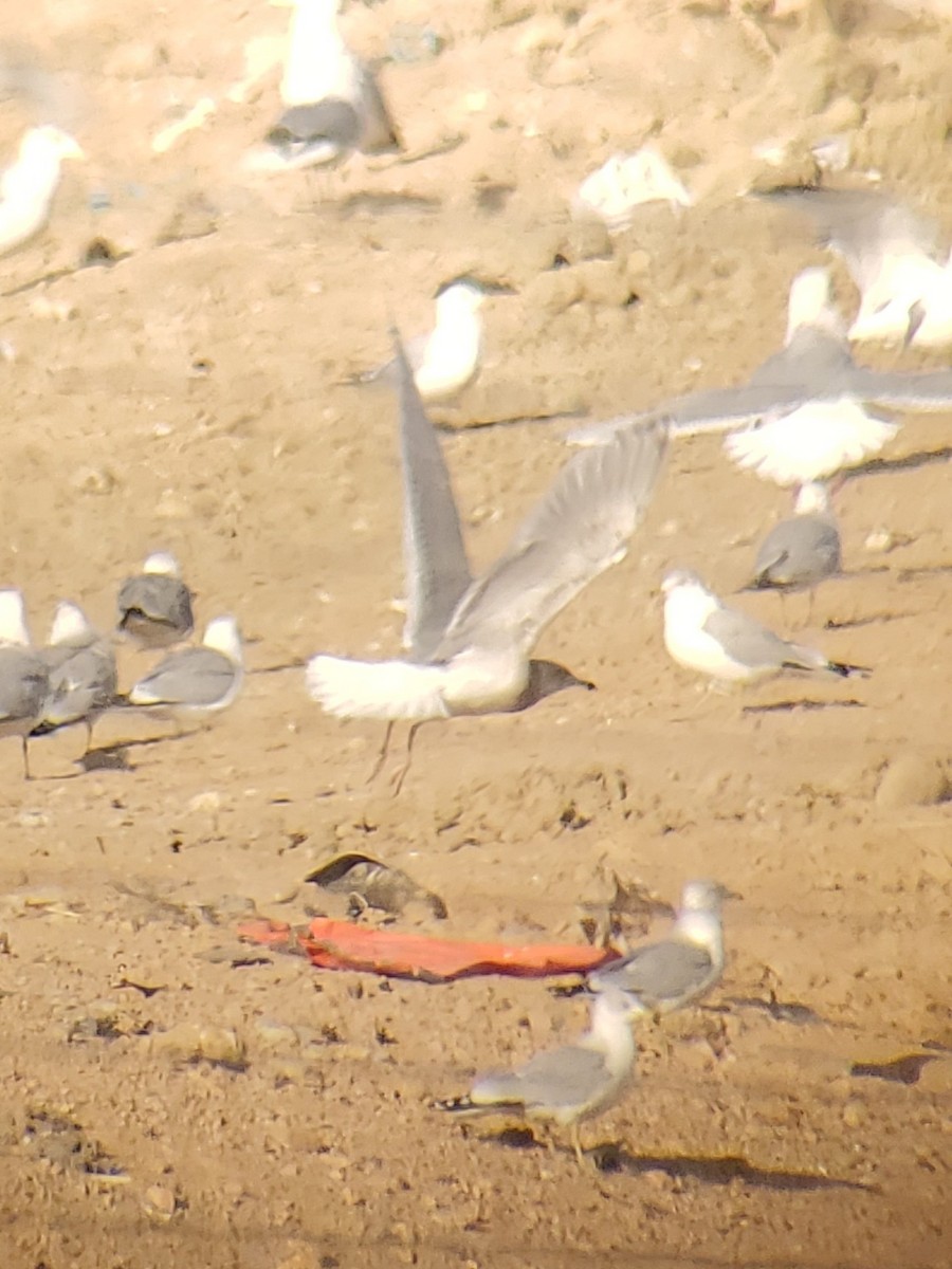 American Herring x Glaucous-winged Gull (hybrid) - ML404749391