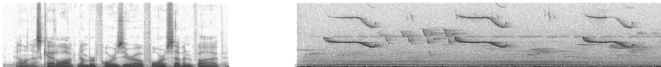 Breitspiegel-Nachtschwalbe (ruficervix) - ML40475