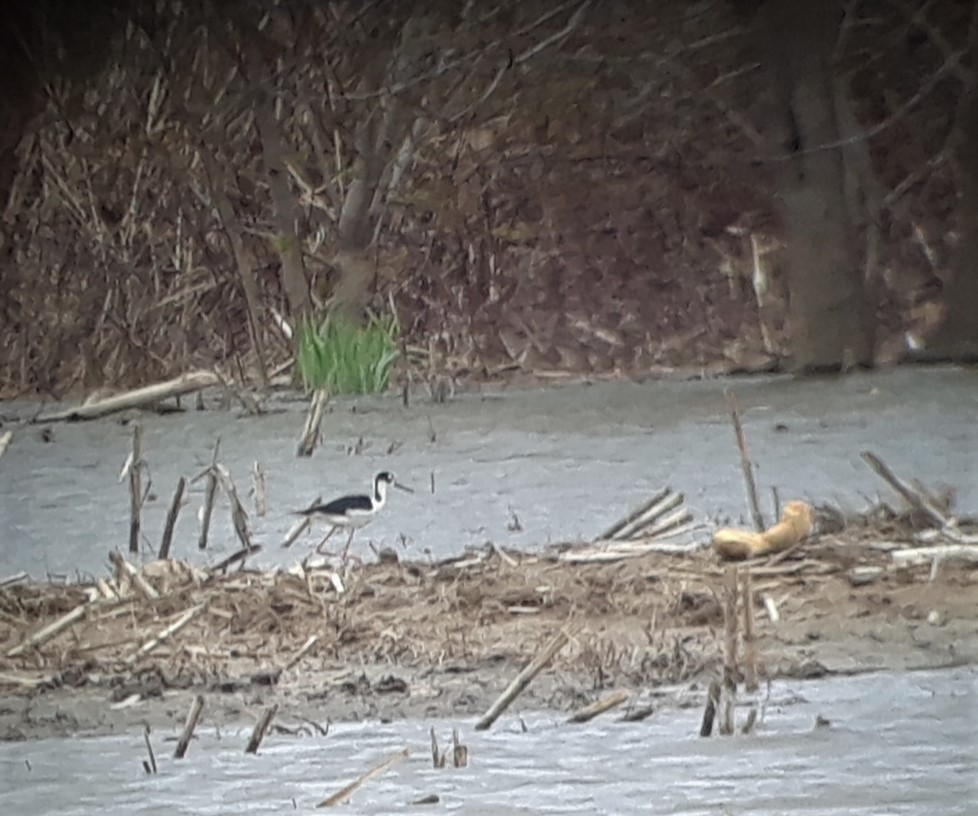 Black-necked Stilt - ML404750151