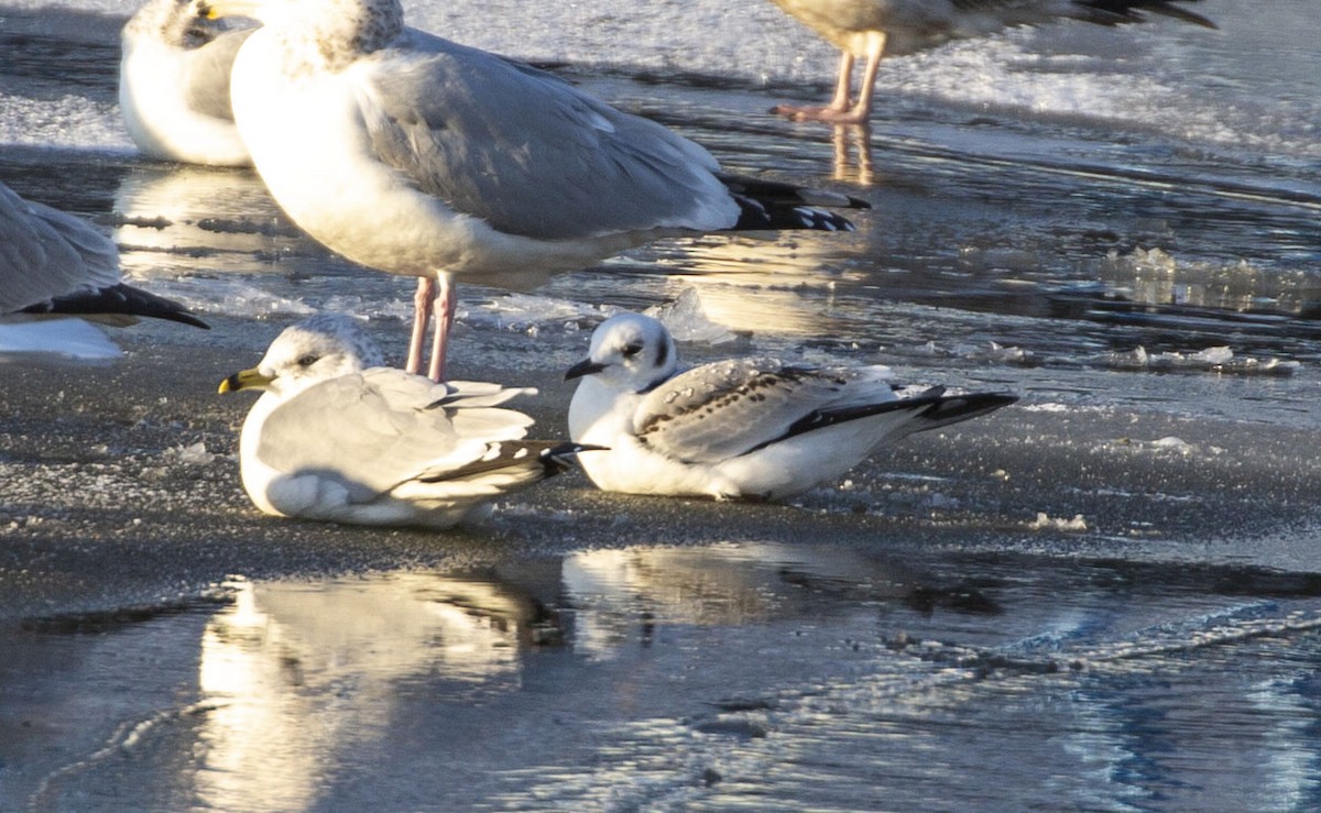 Black-legged Kittiwake - ML404753281