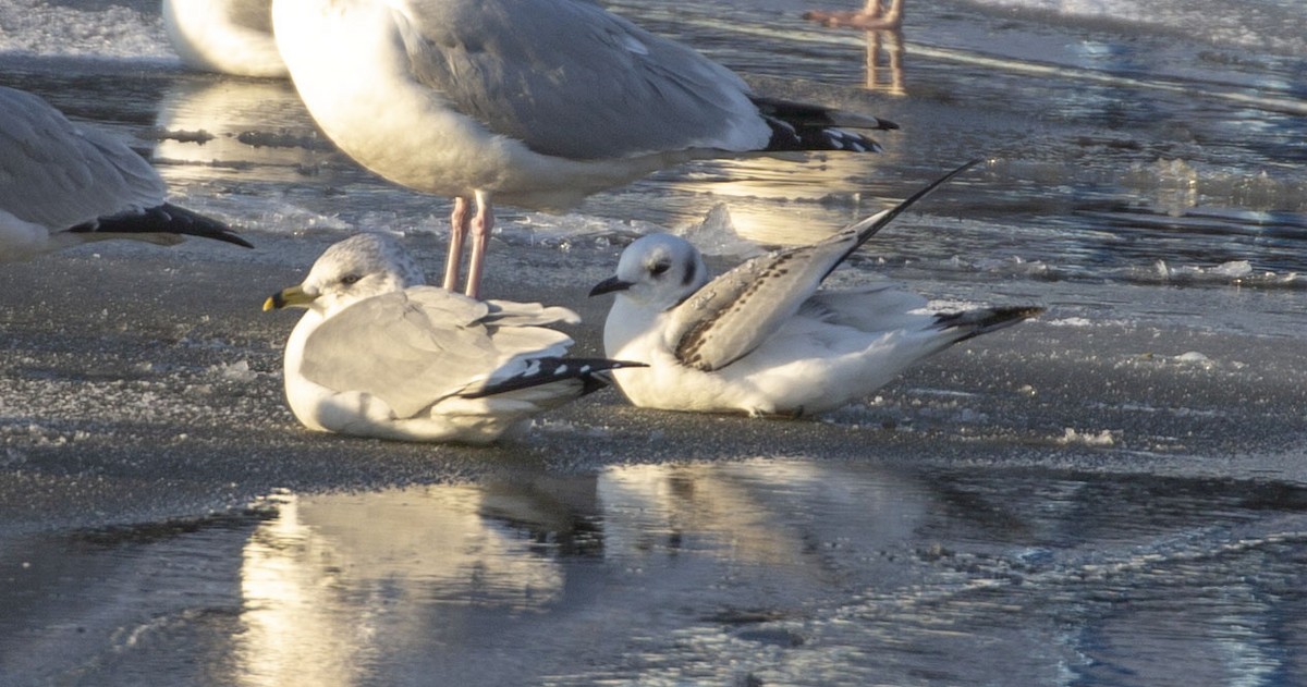 Black-legged Kittiwake - ML404753291