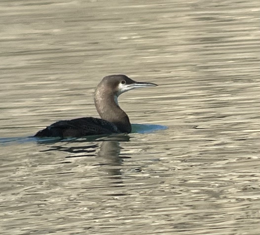 Pacific Loon - ML404753841