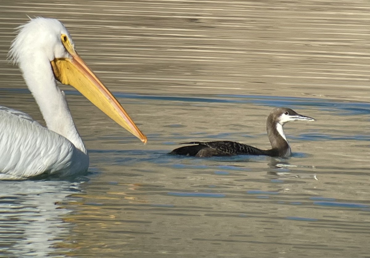 Pacific Loon - ML404753861