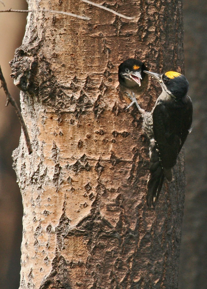 Black-backed Woodpecker - Alan & Donna  McKenzie