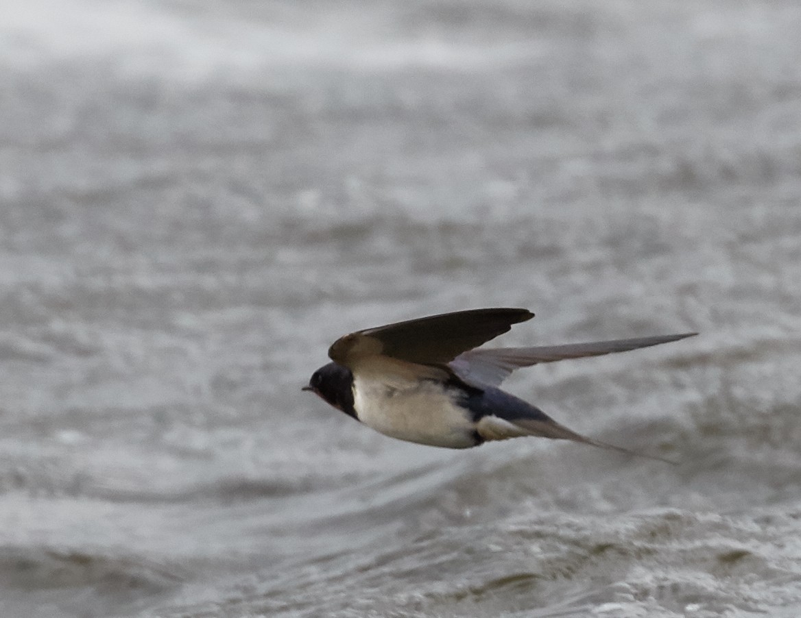 Barn Swallow (White-bellied) - ML40475521