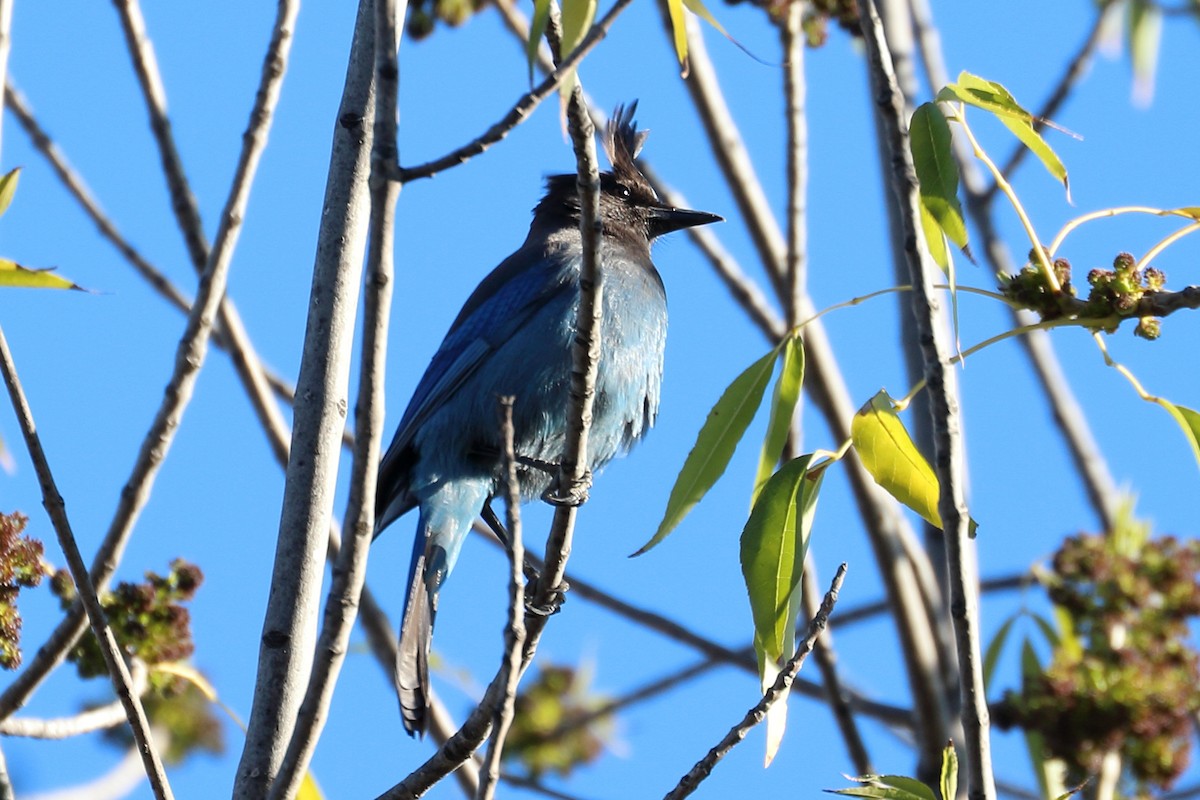 Steller's Jay - ML404755481