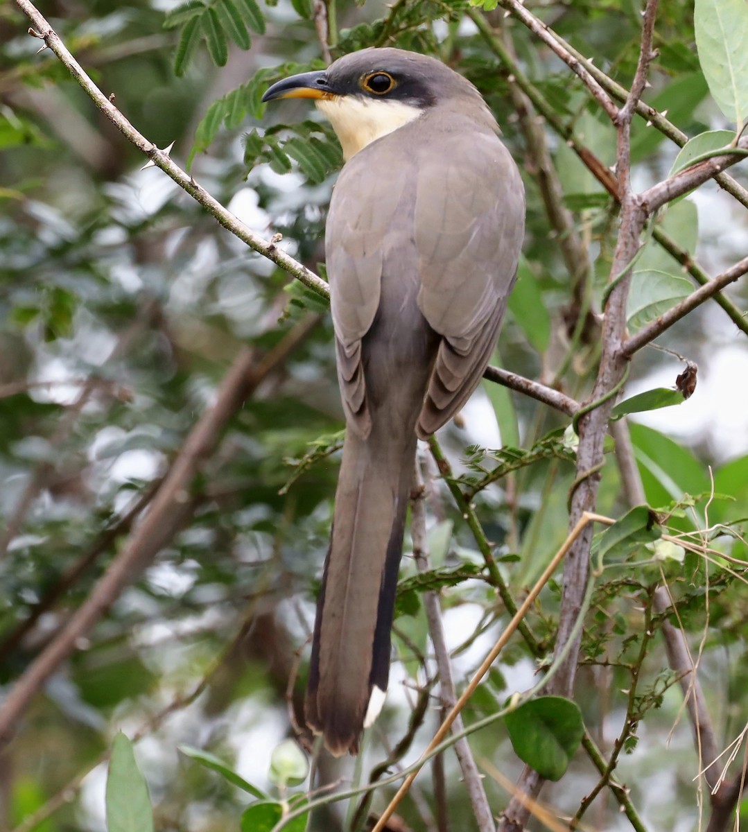 Mangrovekuckuck - ML404756181