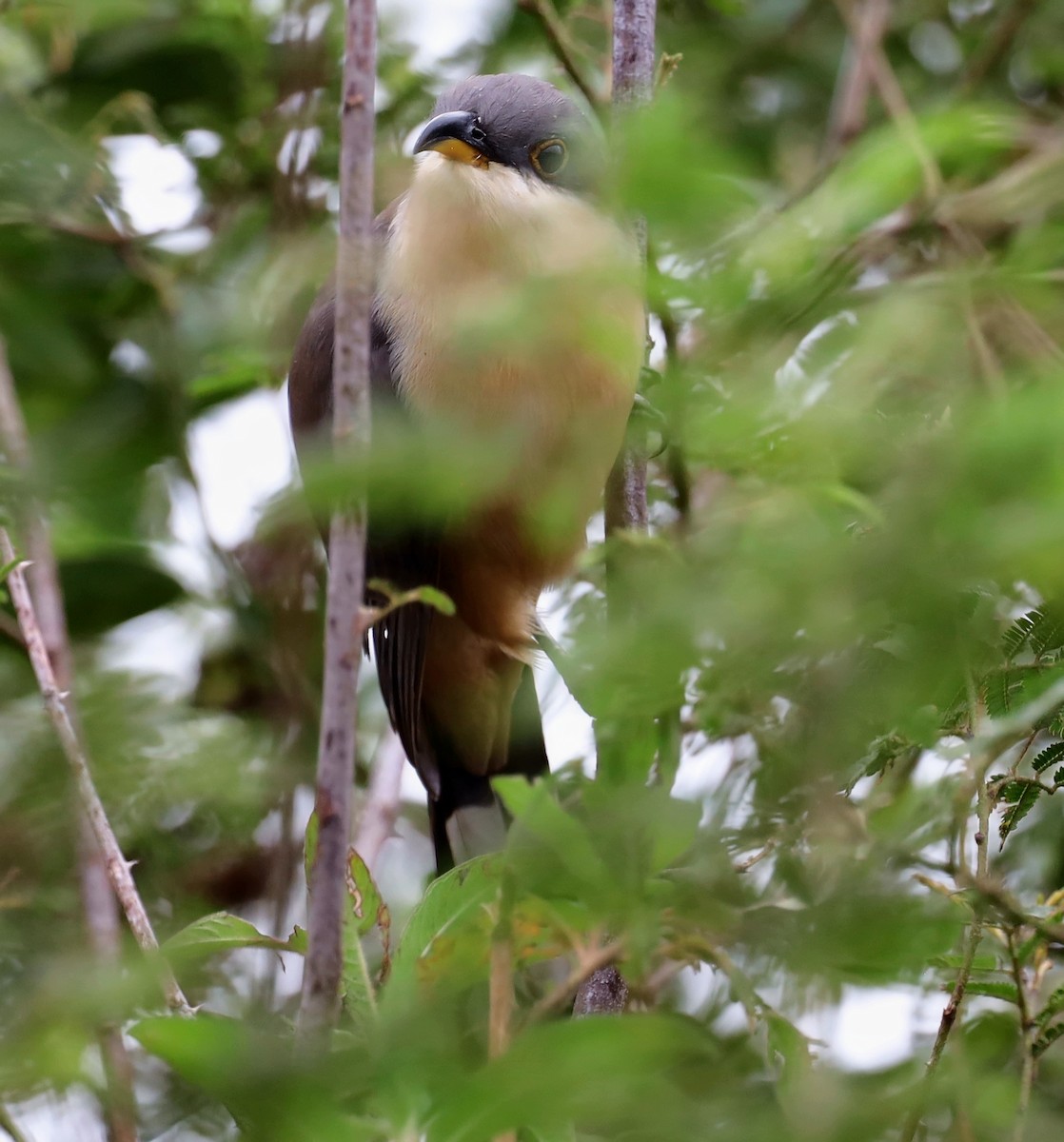 Mangrovekuckuck - ML404757311