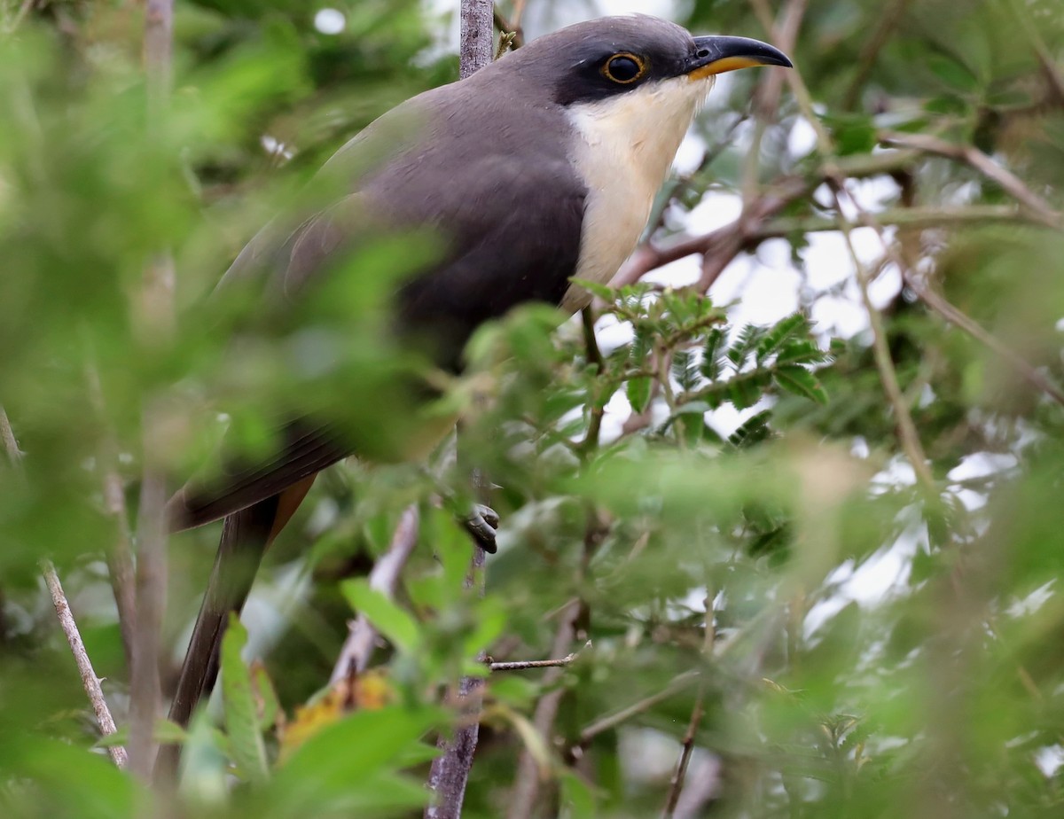 Mangrovekuckuck - ML404758131