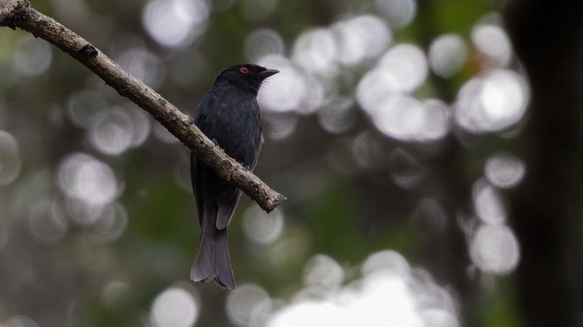 Square-tailed Drongo - Markus Craig