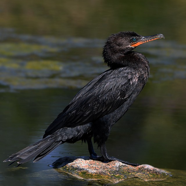 Neotropic Cormorant - ML404759281