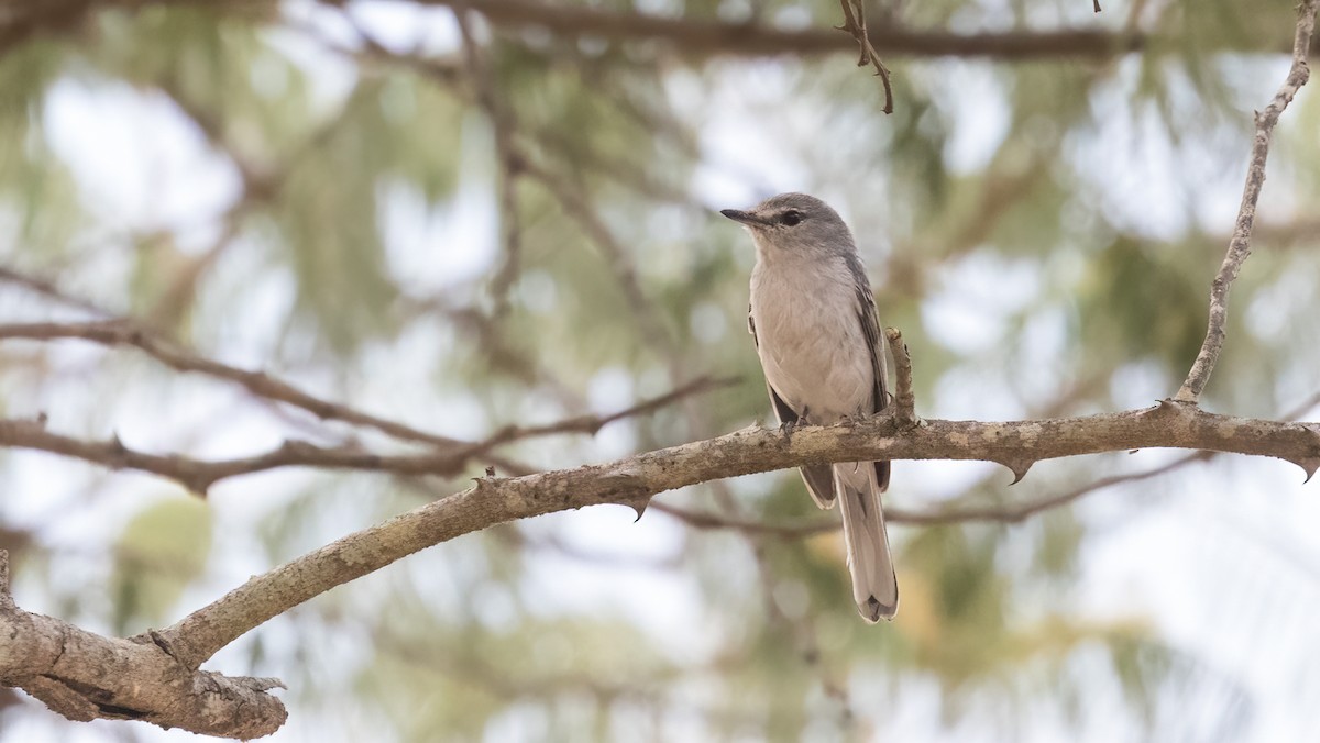 Gray Tit-Flycatcher - Markus Craig