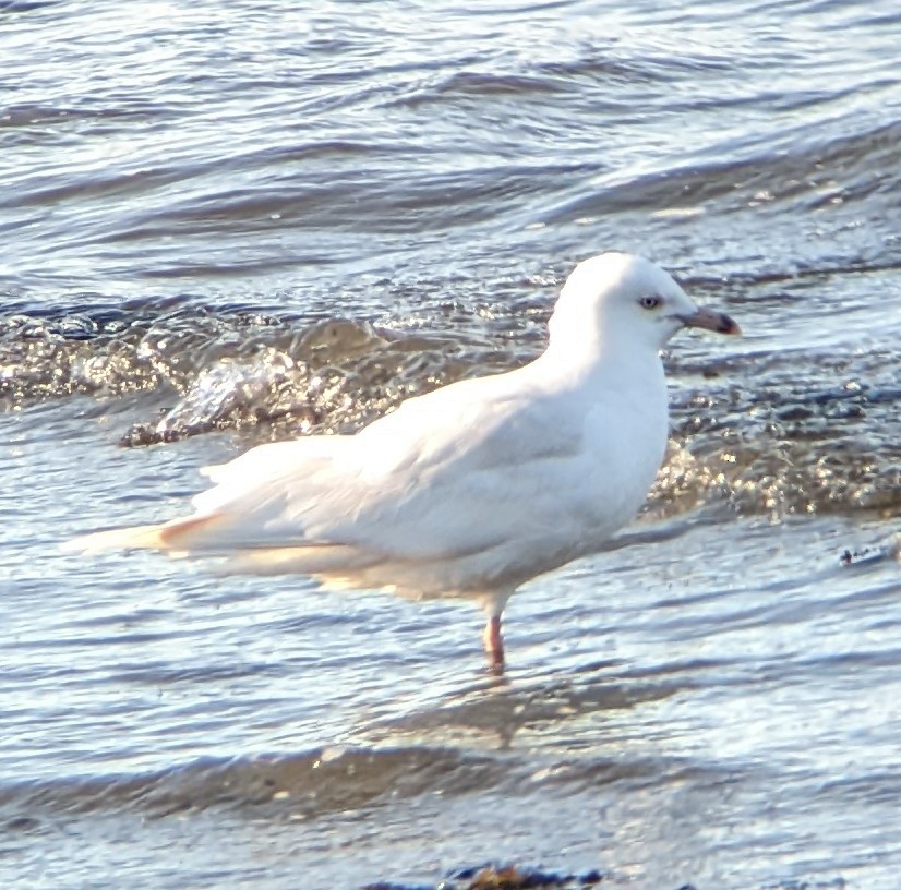 Ring-billed Gull - ML404760821