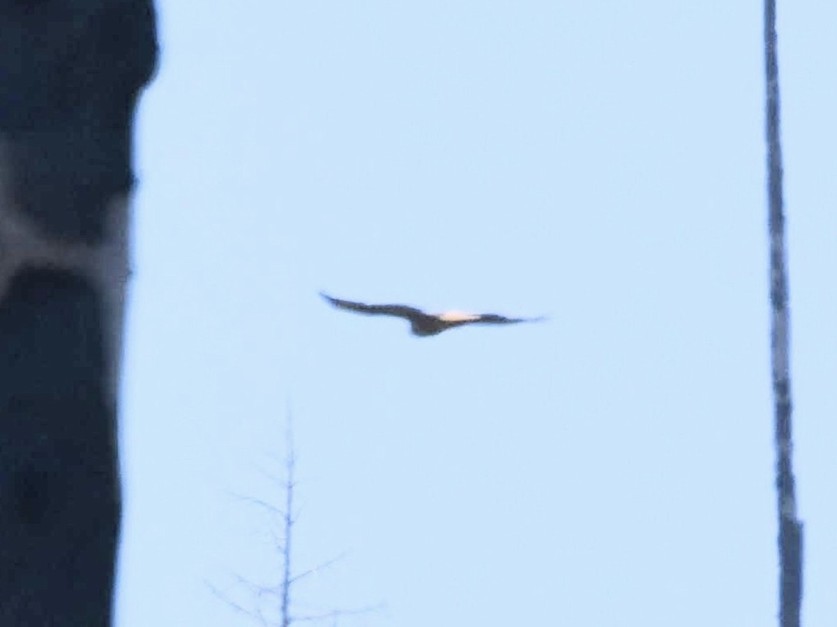 tanımsız Accipiter sp. - ML404762391