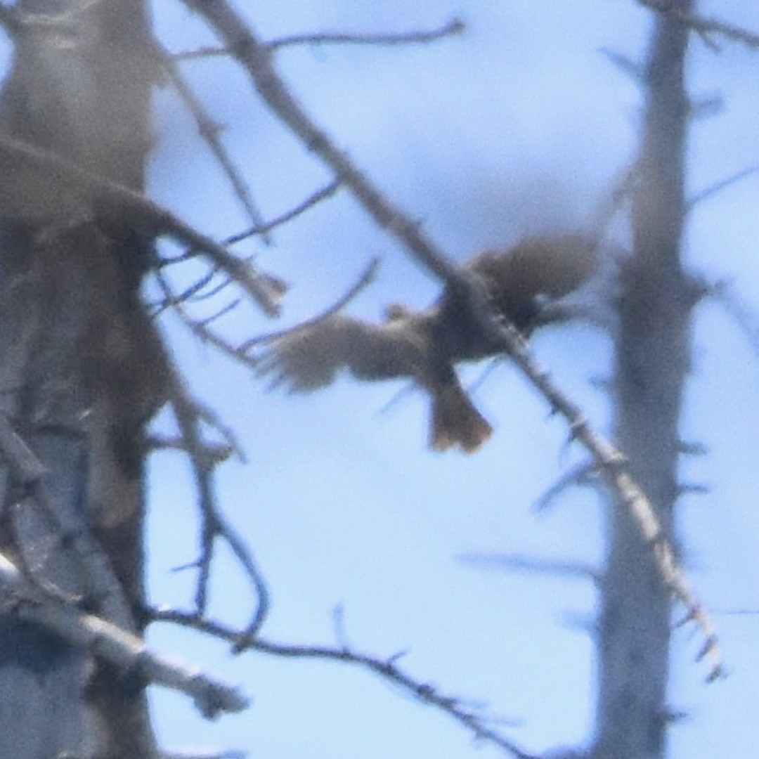 tanımsız Accipiter sp. - ML404762401