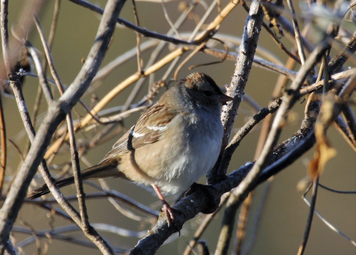 White-crowned Sparrow - ML40476281