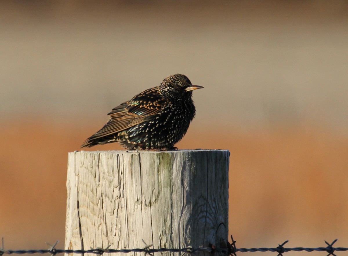 European Starling - ML40476341