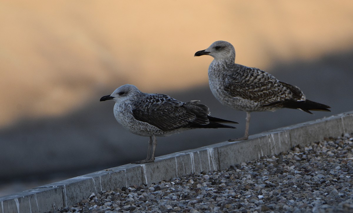 Lesser Black-backed Gull - ML404763861