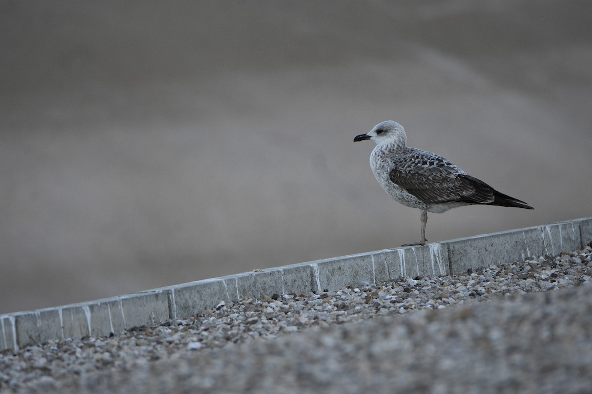 Lesser Black-backed Gull - ML404763911