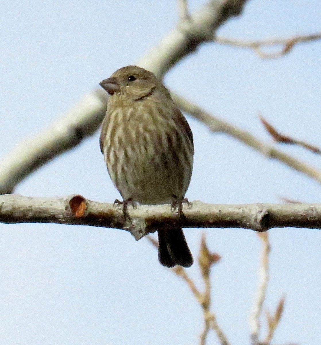 House Finch - ML40476401