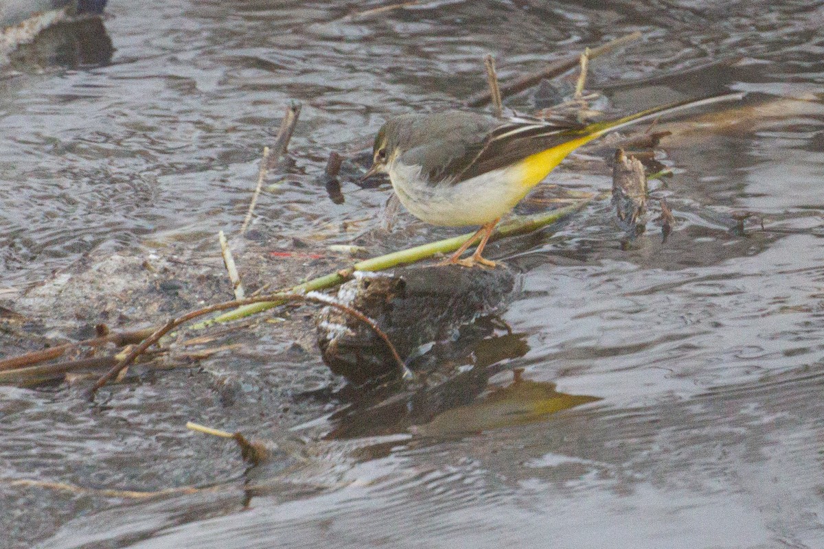 Gray Wagtail - ML404764771