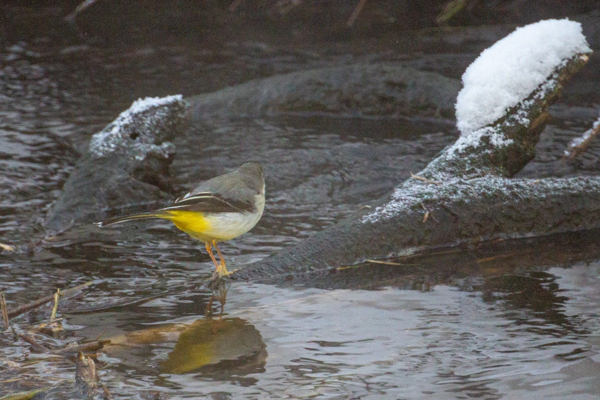 Gray Wagtail - ML404764801