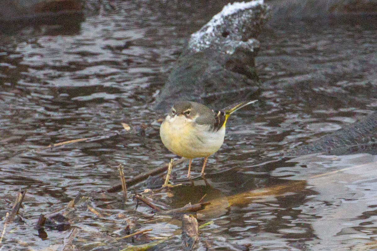 Gray Wagtail - ML404764921