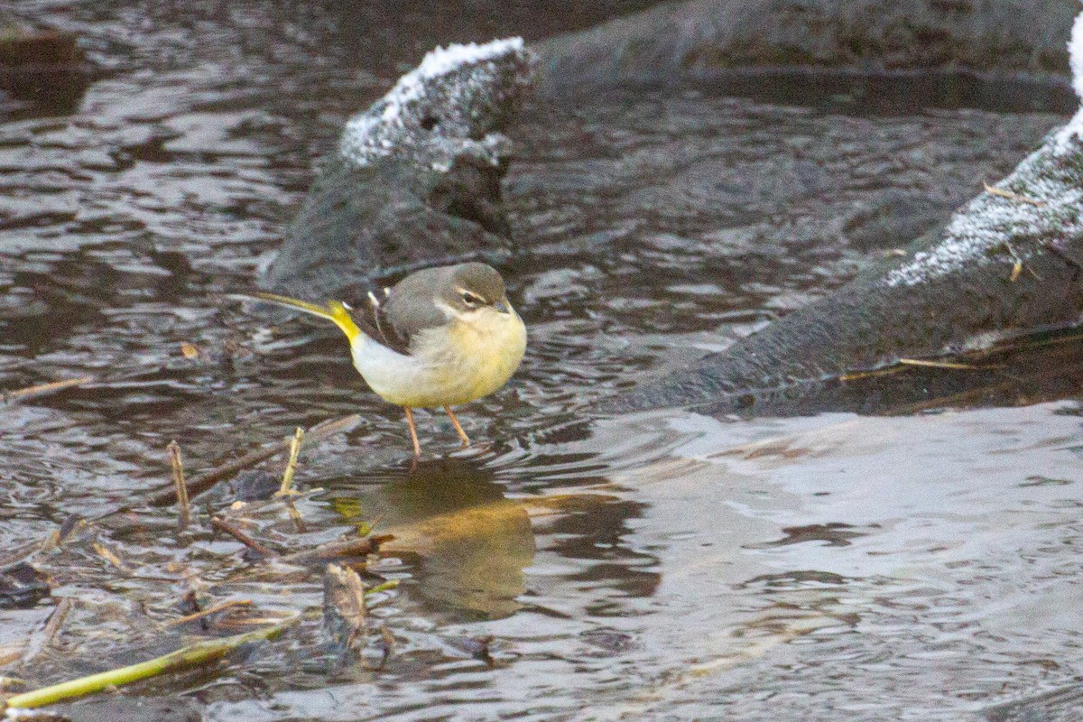 Gray Wagtail - ML404764931