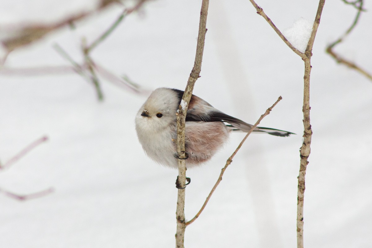 Long-tailed Tit - ML404765871