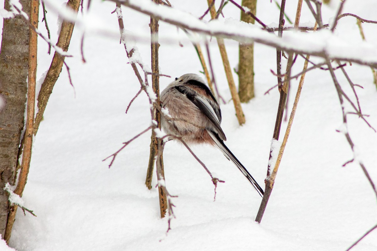 Long-tailed Tit - ML404765881
