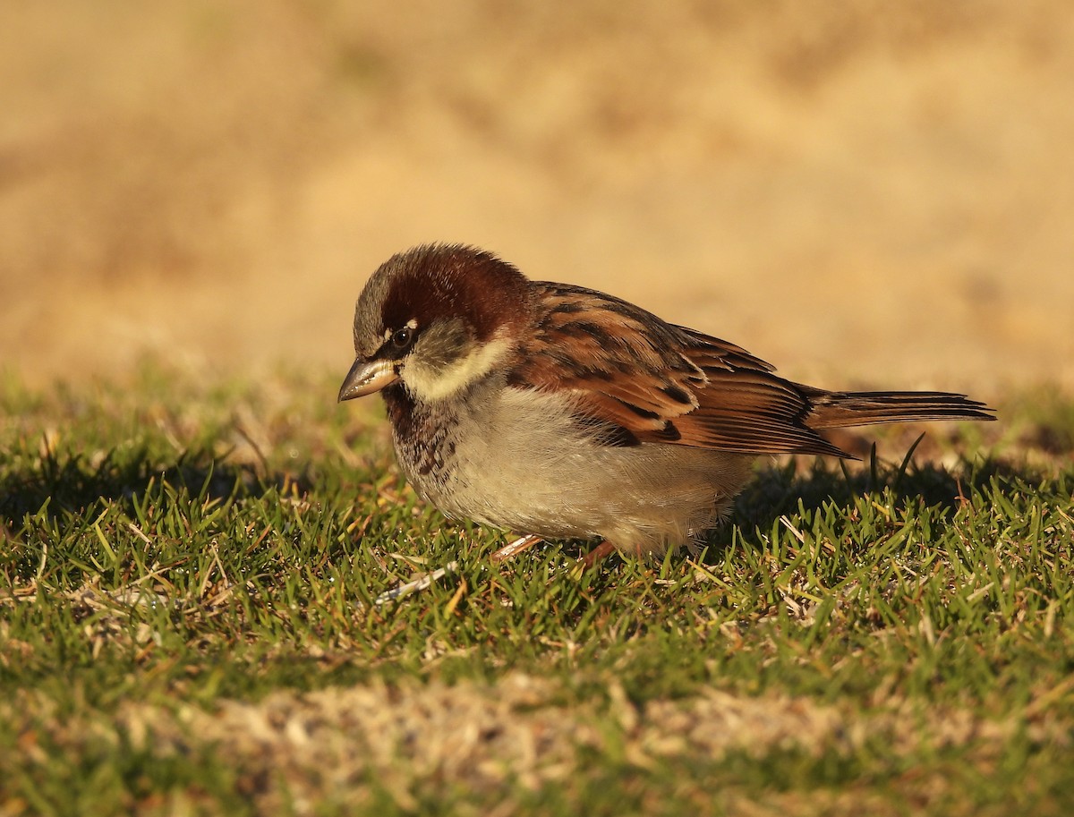 House Sparrow - ML404765931