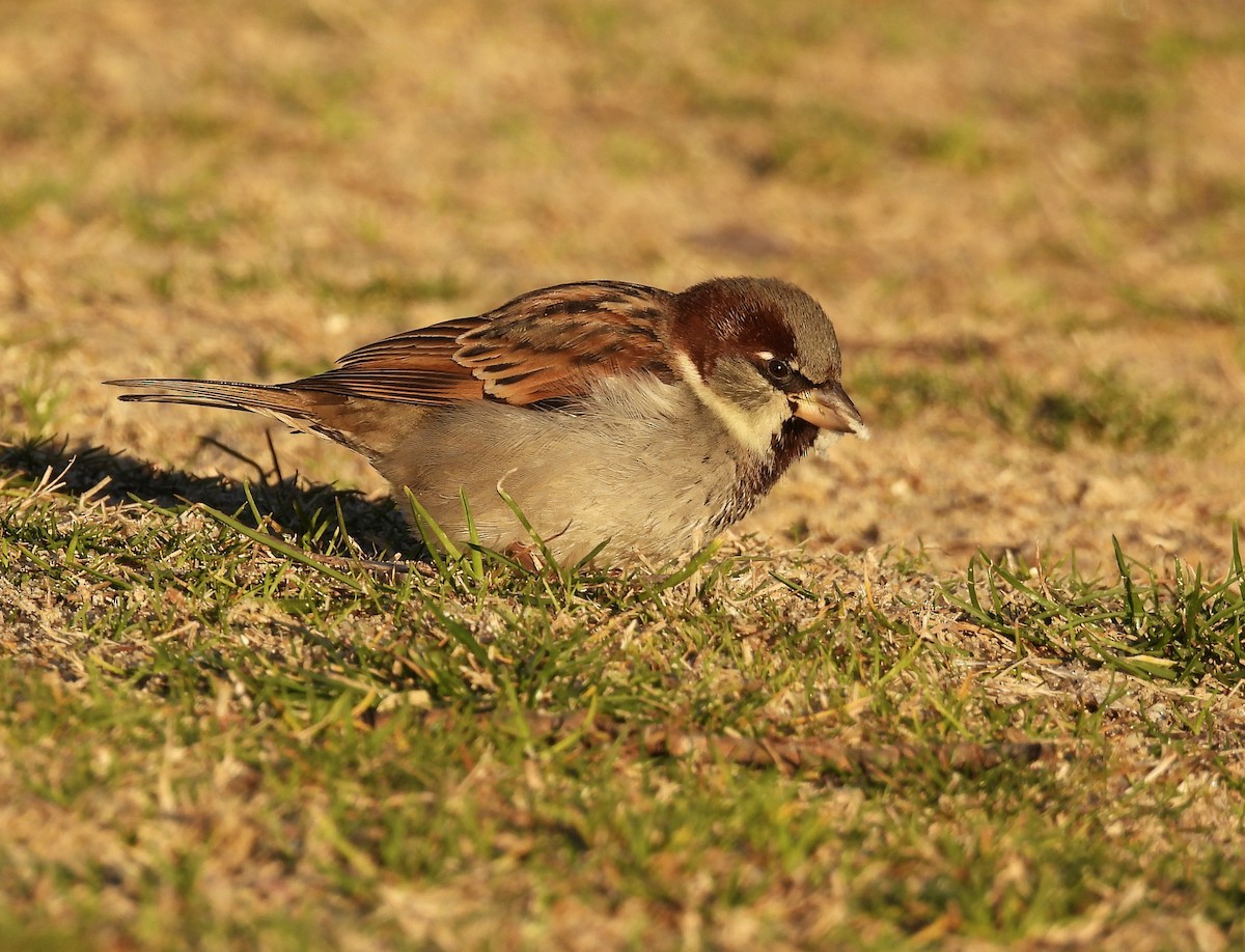 Moineau domestique - ML404766061