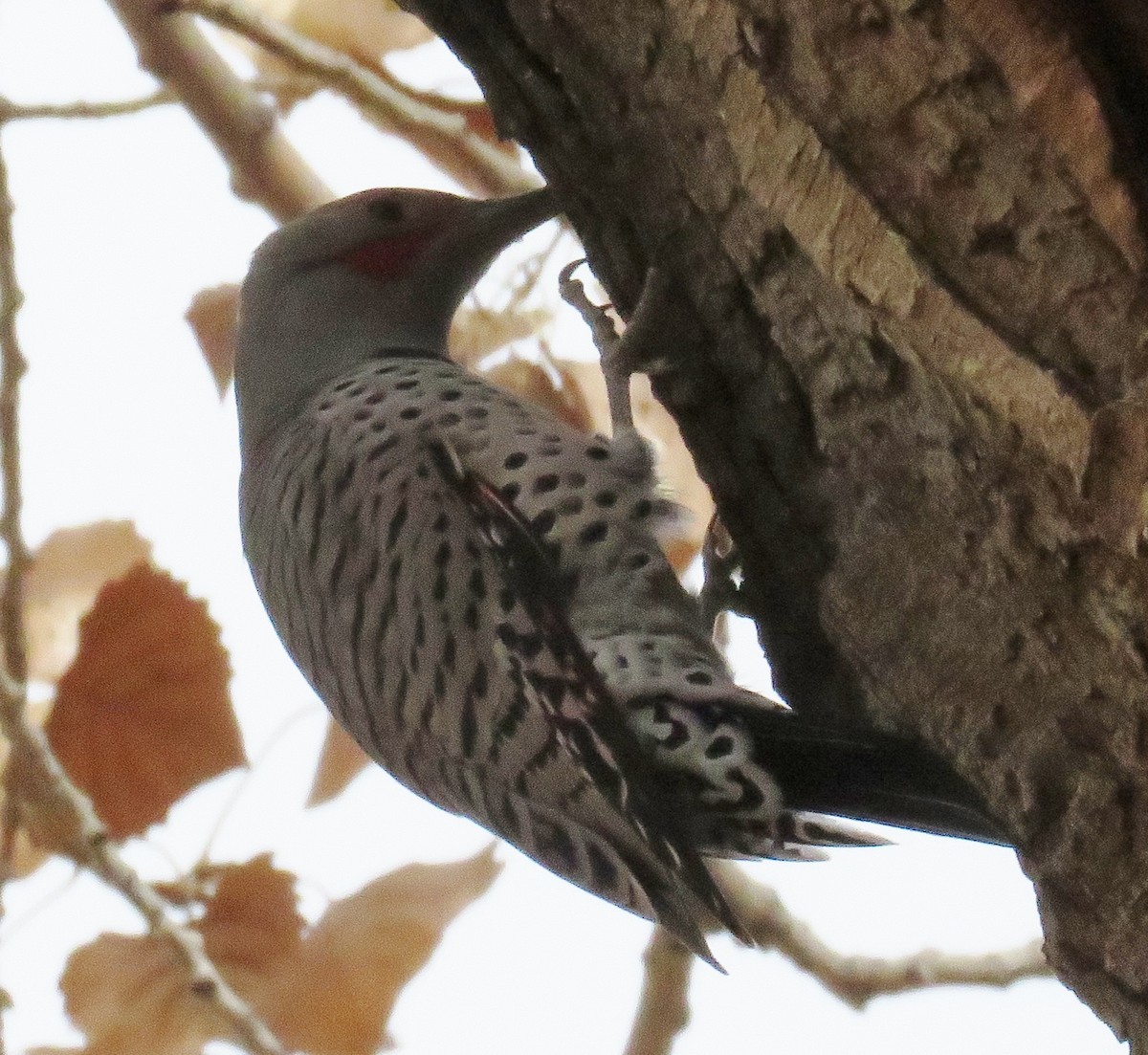 Northern Flicker - ML40476621