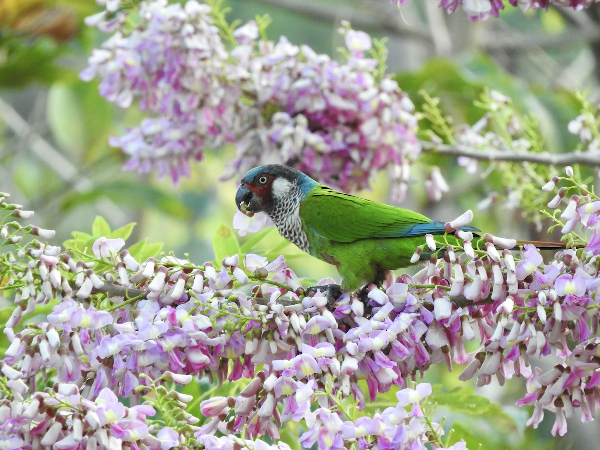 アカオウロコインコ（caeruleiceps） - ML404766791