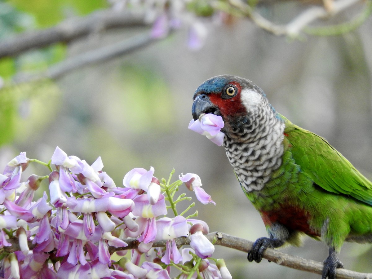 アカオウロコインコ（caeruleiceps） - ML404766811