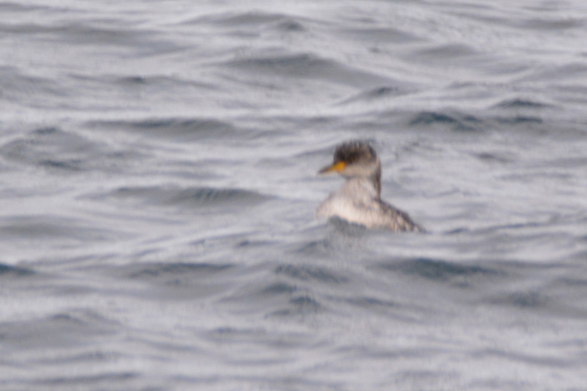 Red-necked Grebe - ML404767731