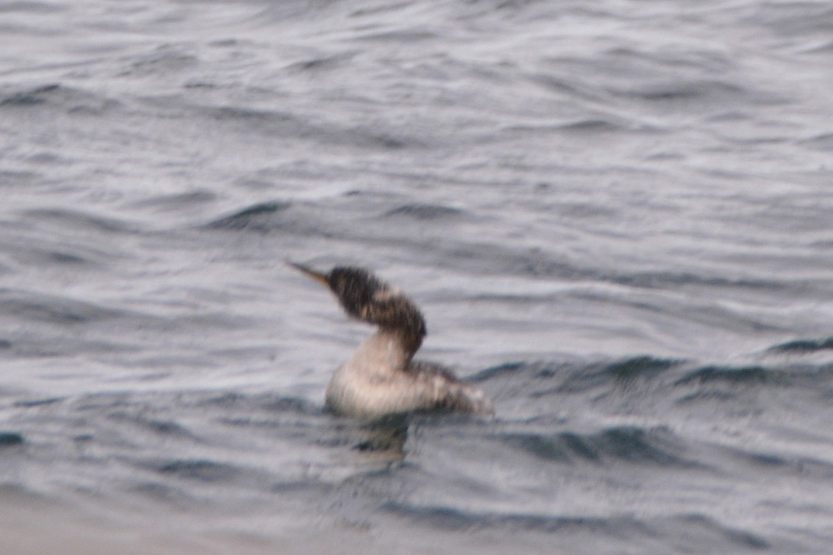 Red-necked Grebe - ML404767741