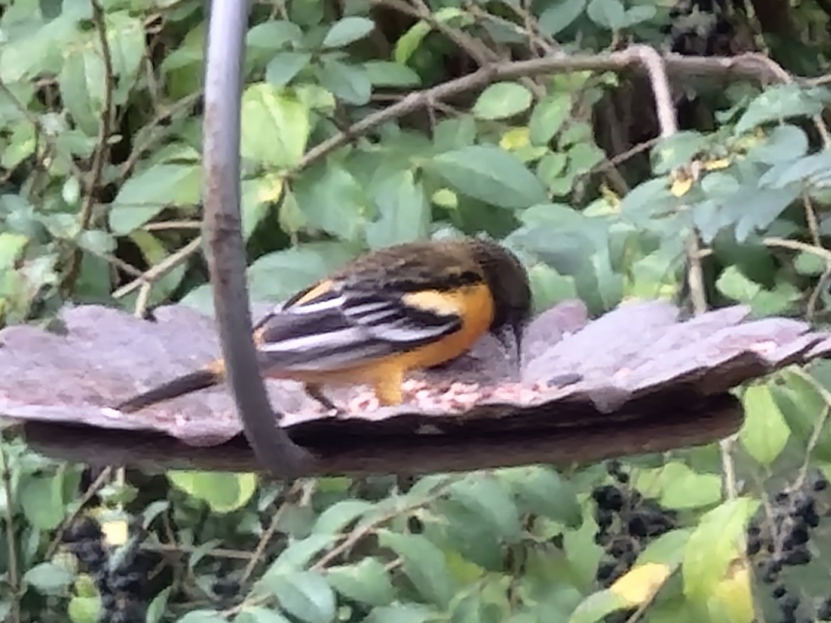 Baltimore Oriole - ML404768121